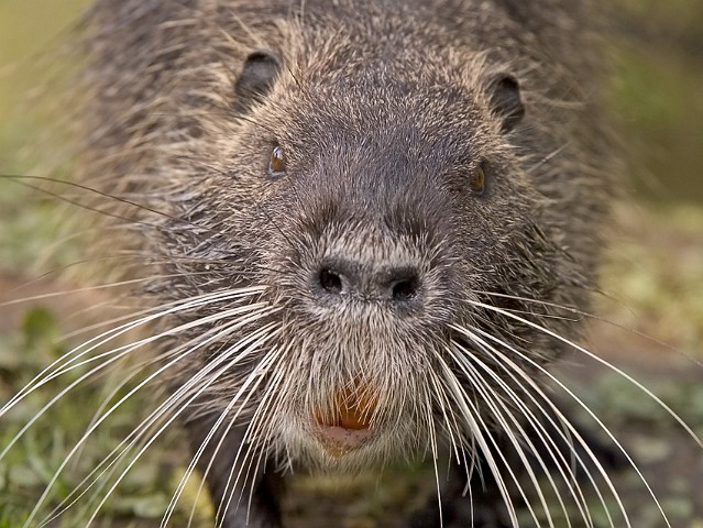 Nutria Biberratte Myocastor coypus